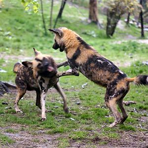 African wild dogs May 2009