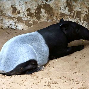 May  09  Jungleworld