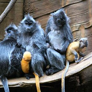 May  09  Jungleworld