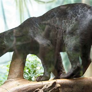 May  09  Jungleworld