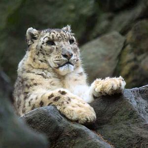 Active Snow Leopards May 09