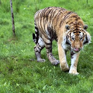 Tiger enrichment May 2009