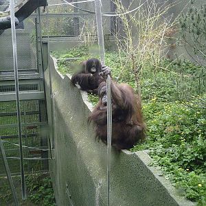 Bornean Orangutan 10-05-2009