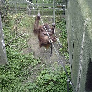 Bornean Orangutan 10-05-2009