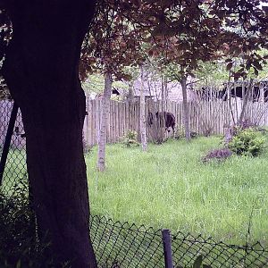 Okapi - 10-05-2009