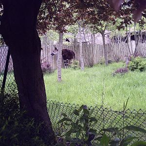 Okapi - 10-05-2009