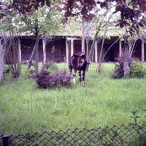 Okapi - 10-05-2009