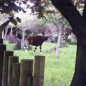 Okapi - 10-05-2009