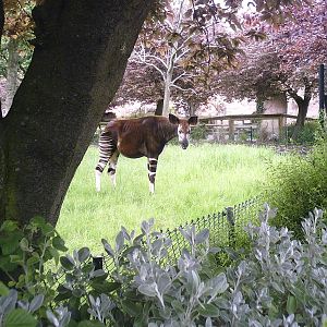 Okapi - 10-05-2009
