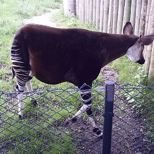 Okapi - 10-05-2009