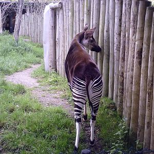 Okapi - 10-05-2009