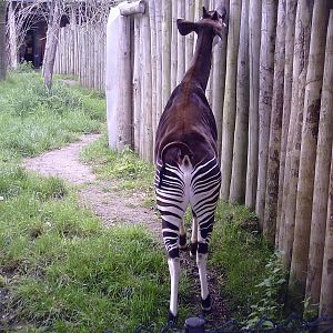 Okapi - 10-05-2009