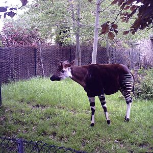 Okapi - 10-05-2009