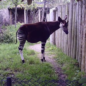 Okapi - 10-05-2009