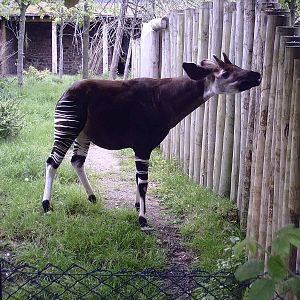 Okapi - 10-05-2009