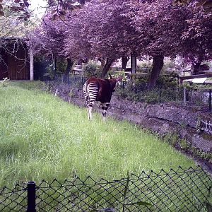 Okapi - 10-05-2009