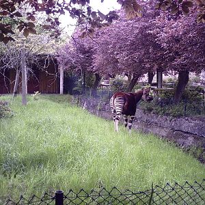 Okapi - 10-05-2009