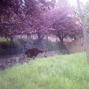Okapi - 10-05-2009