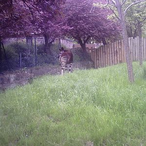 Okapi - 10-05-2009