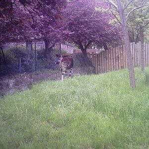 Okapi - 10-05-2009