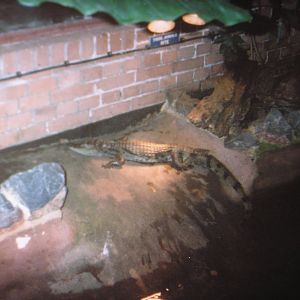 Crocodile at ?