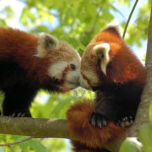 Red pandas
