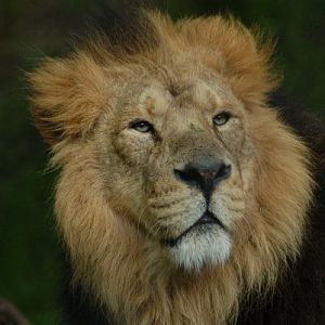 lion11
