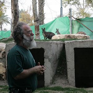 Yehuda and the wallaru