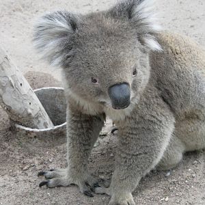 koala