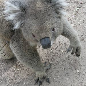 koala close up