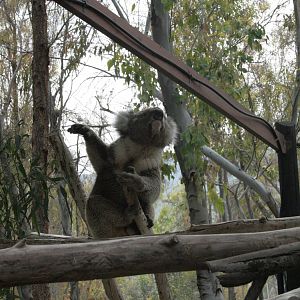 dancing koala