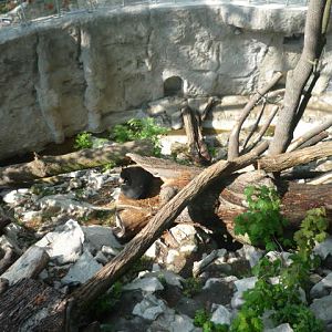 New Sun Bear Exhibit, May 2009