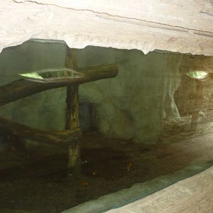 New Sun Bear Exhibit, May 2009