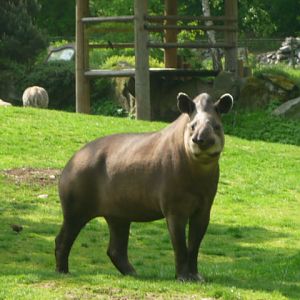 Brazilian Tapir