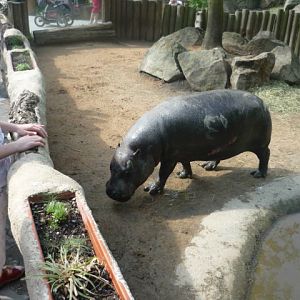 Pygmy Hippo Exhibit