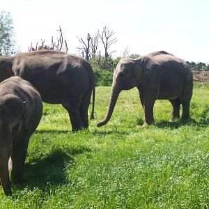asian elephants