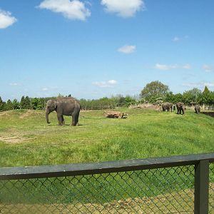 half of the Elephant enclosure