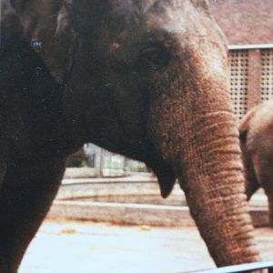 Asian Elephant @ Bristol; 13.07.83
