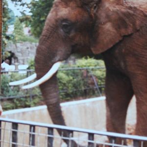 African Elephant @ Bristol; 13.07.83