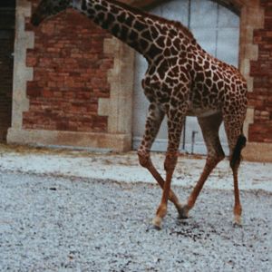 Giraffe @ Bristol; 13.07.83