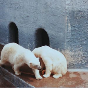 Polar Bears @ Bristol; 13.07.83