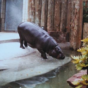 Pygmy Hippo @ Bristol; 13.07.83