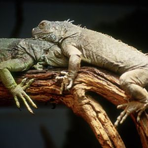 iguanas in old reptile house