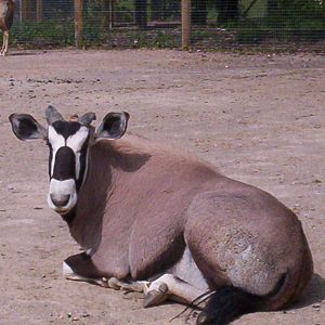 Gemsbok