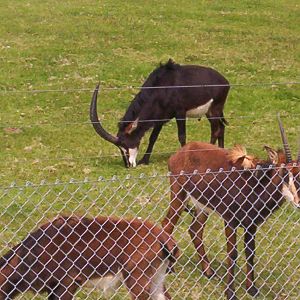 Sable antelope