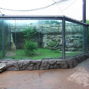 Brazos River Country - Mountain Lion