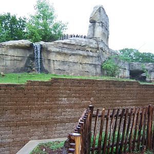 Brazos River Country - Black Bears
