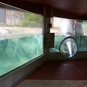 Brazos River Country - Otters