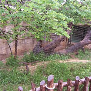 Brazos River Country - Ocelot