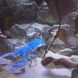 Blue lobster inspecting my papers, 02/05/2009